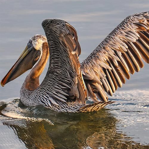 Image: Brown Pelican